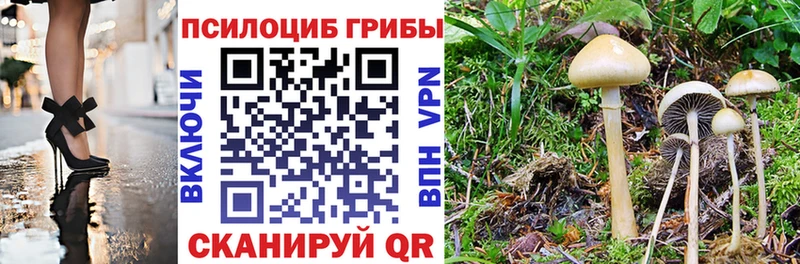 где купить   Опочка  Псилоцибиновые грибы GOLDEN TEACHER 